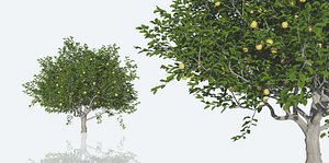 Lemon Trees Pack