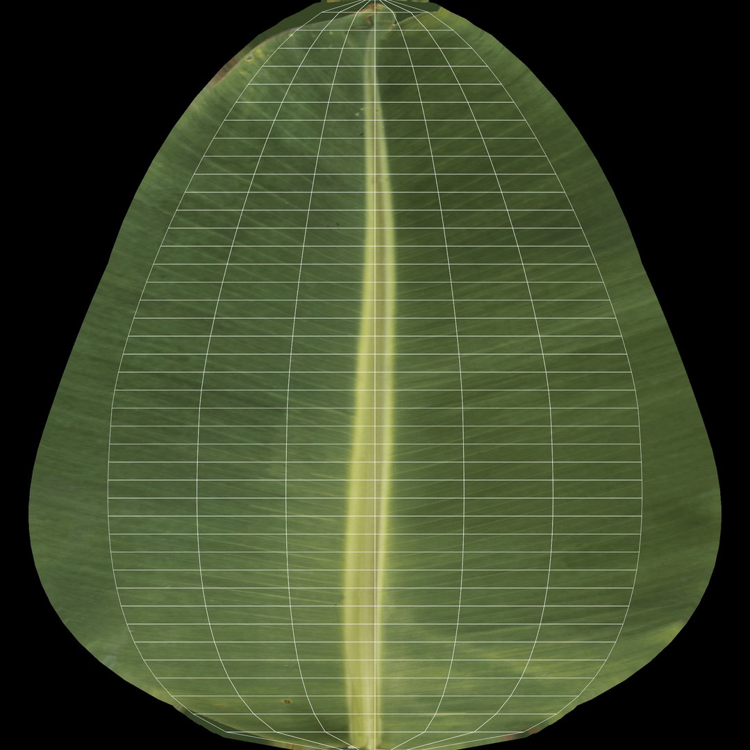 3D banana plant https://p.turbosquid.com/ts-thumb/ib/D2leld/25GhGH6K/leaves/png/1581054936/1920x1080/fit_q87/9f055155f0c08120e0feca103b39dbe3d20d9211/leaves.jpg
