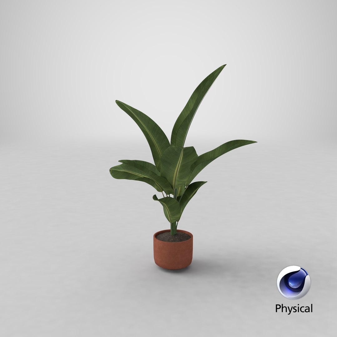 3D banana plant https://p.turbosquid.com/ts-thumb/ib/D2leld/RotzPjS4/stemcell_cinema_4d_physical_render/png/1584512618/1920x1080/fit_q87/79d495000d255542a2f070c96733455a6454fa22/stemcell_cinema_4d_physical_render.jpg