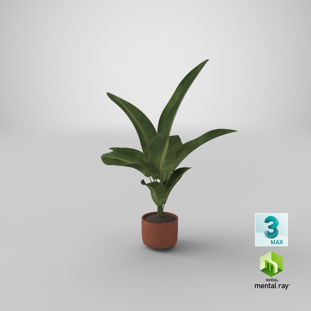 3D banana plant https://p.turbosquid.com/ts-thumb/ib/D2leld/vkX8rK3h/stemcell_max_mental_ray_render/png/1584512635/1920x1080/fit_q87/2ff0d829ce42c9136bd176ba29d2d88a1e555a84/stemcell_max_mental_ray_render.jpg