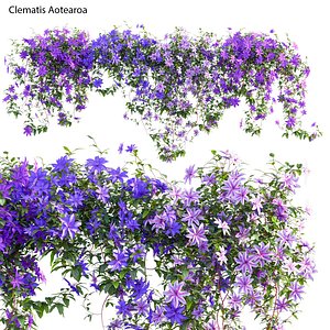 Clematis Aotearoa - Clematis Jackmanii 01 3D model