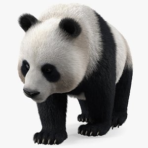 3D Giant Panda Walking Pose Fur model