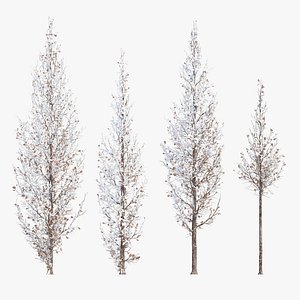 Winter Cypress Oak