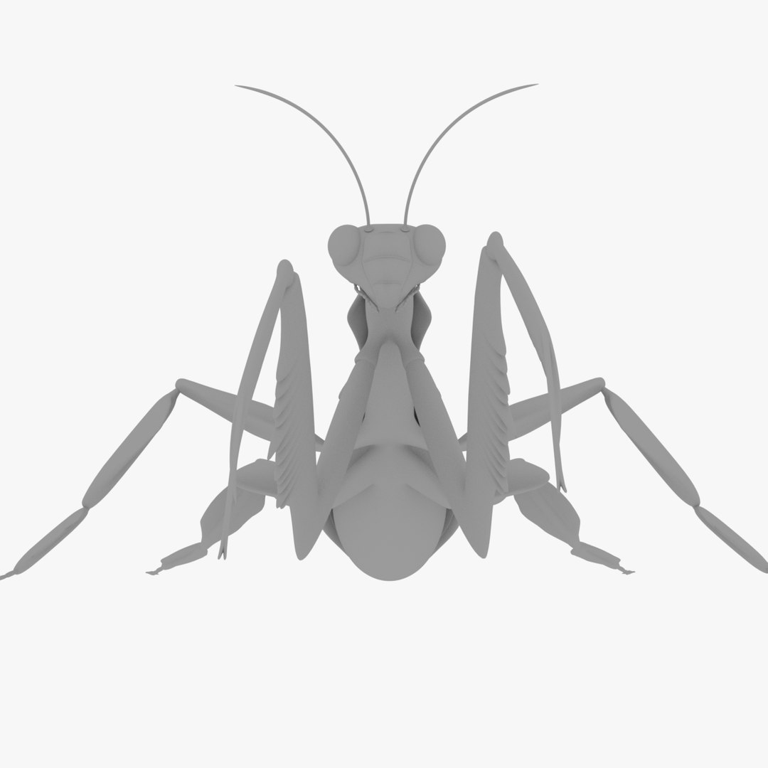 Praying Mantis 3D Model - TurboSquid 1229582