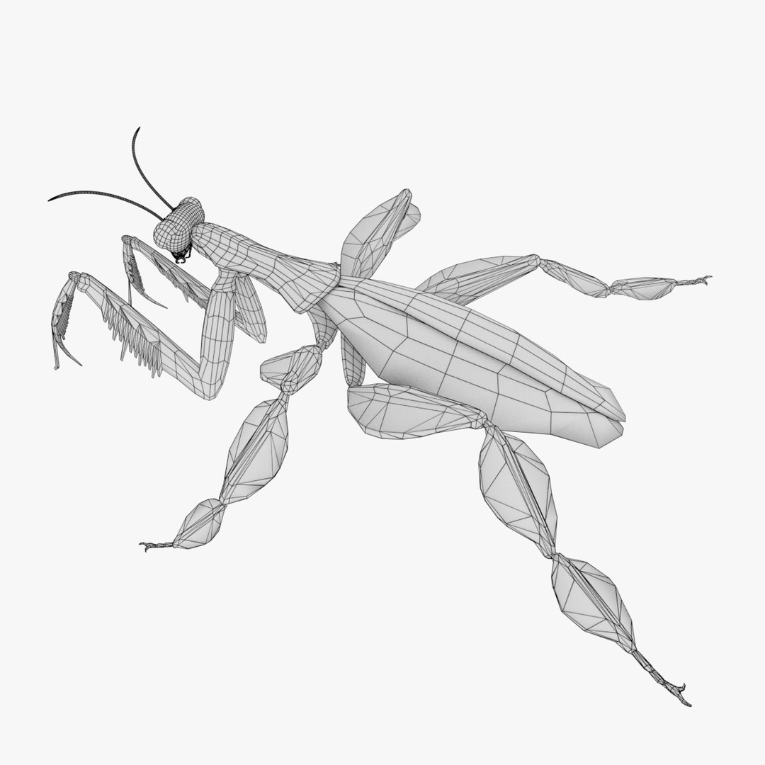 Praying Mantis 3D Model - TurboSquid 1229582