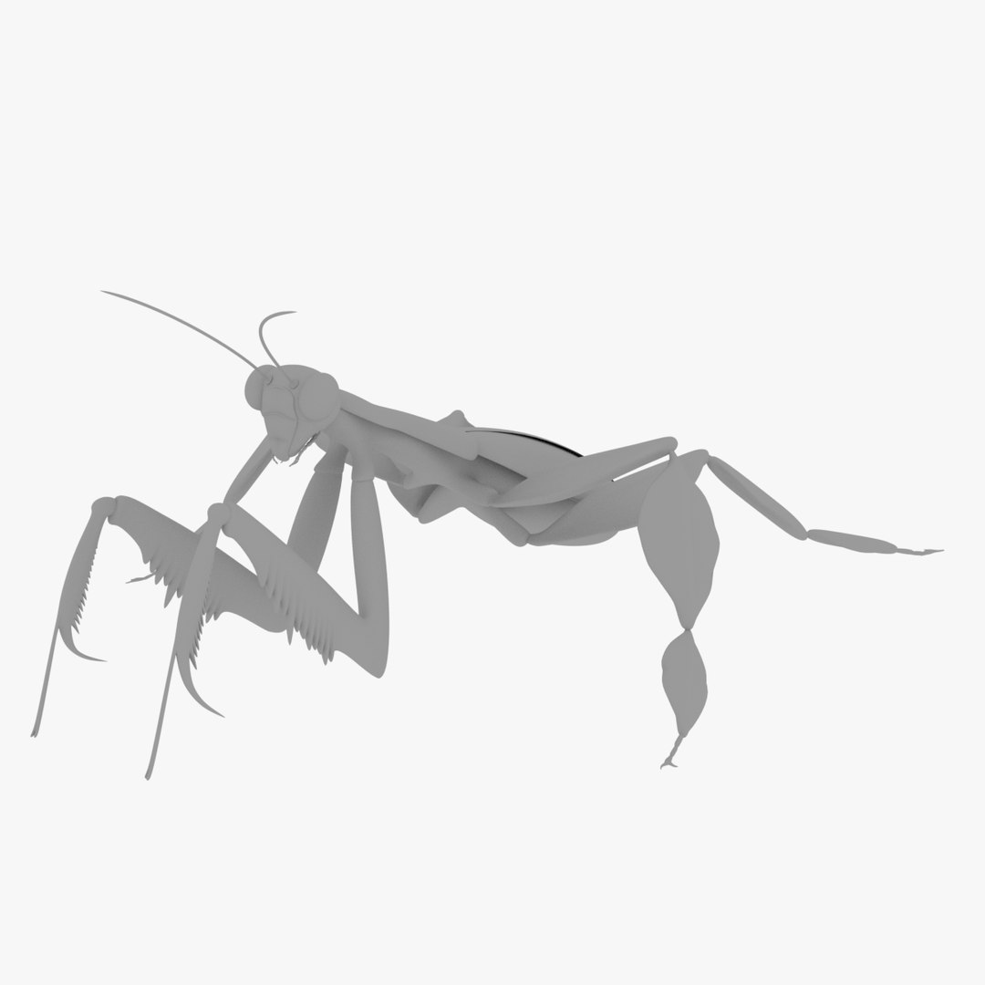 Praying Mantis 3D Model - TurboSquid 1229582