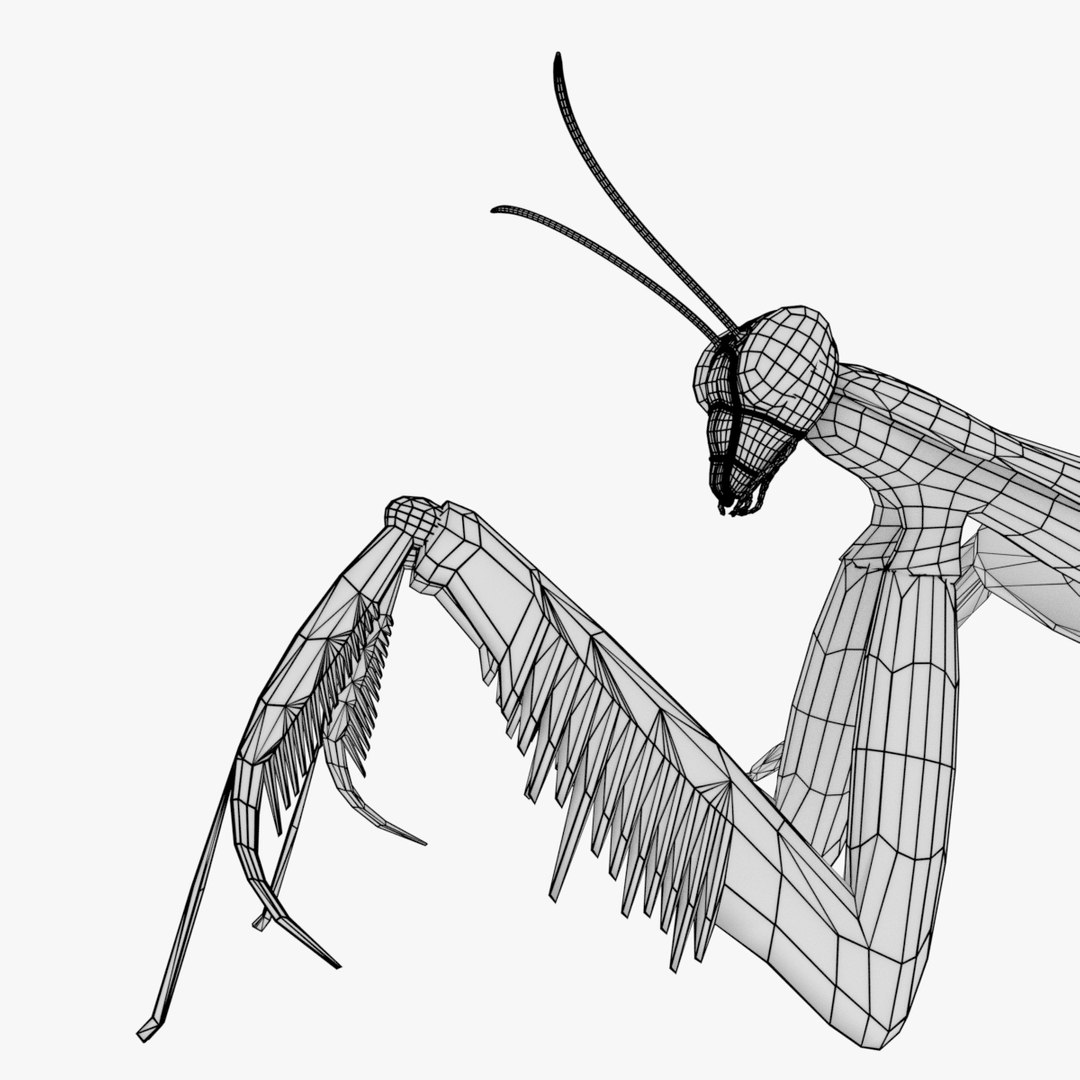 Praying Mantis 3D Model - TurboSquid 1229582