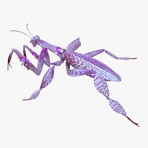 praying mantis 3D model