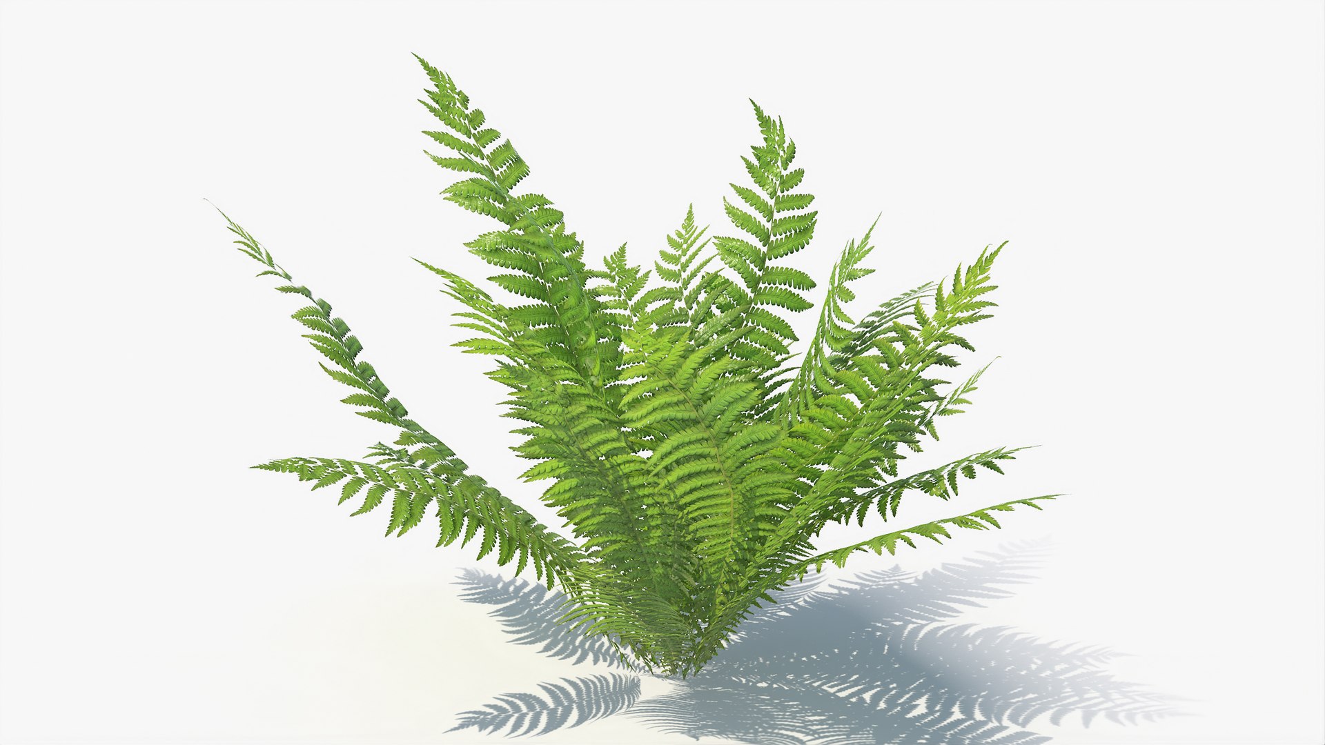 3D 01-07 fern model https://p.turbosquid.com/ts-thumb/ib/ibR5pX/02fJTPy5/a_0000/jpg/1598603211/1920x1080/fit_q87/e83d148adc89332d51107a8bd792588ef08bc043/a_0000.jpg