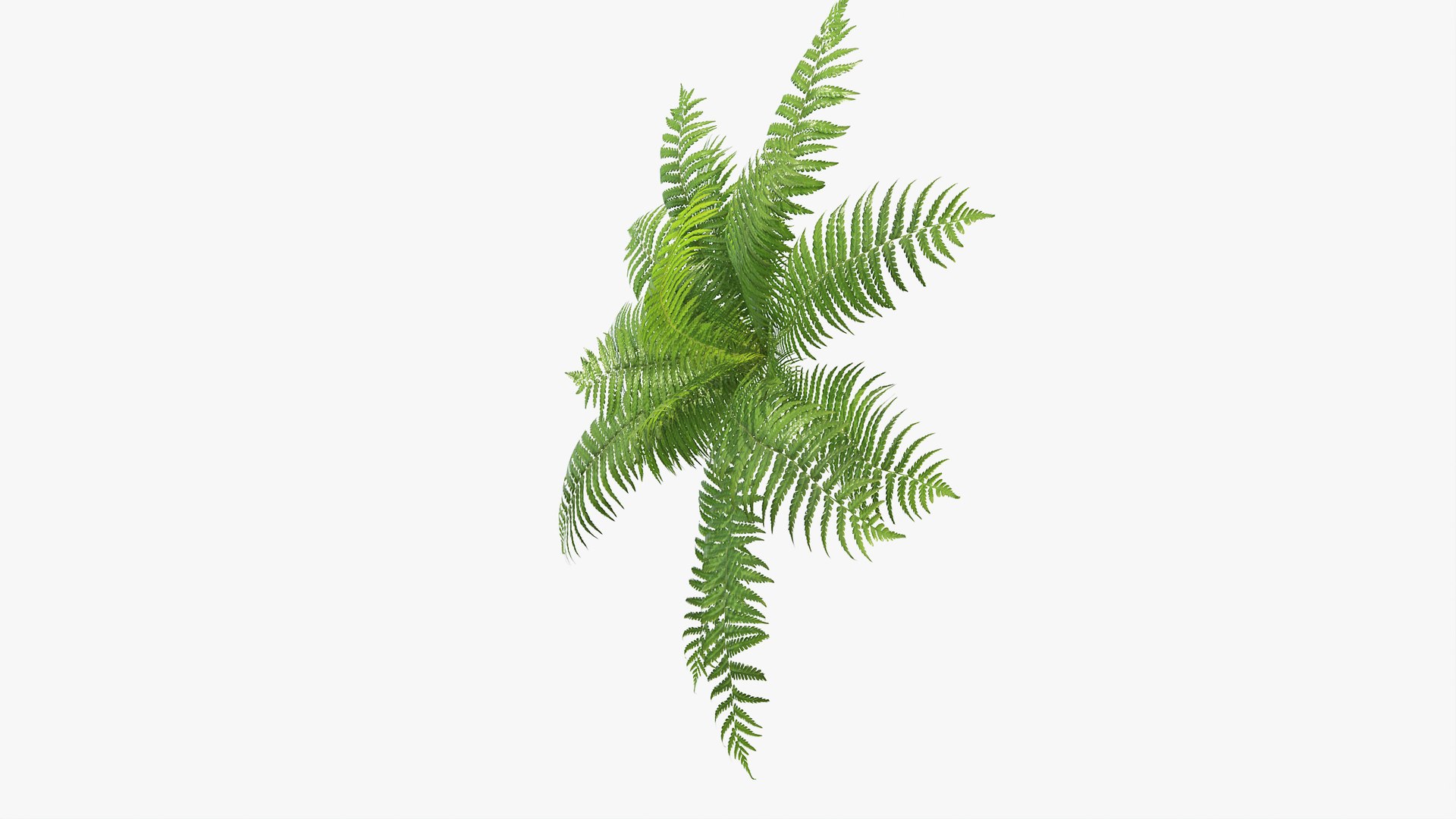 3D 01-07 fern model https://p.turbosquid.com/ts-thumb/ib/ibR5pX/0Nw5Nzgh/b_0015/jpg/1598602857/1920x1080/fit_q87/4e030d6cf0fb623b468816ae060f275b761962be/b_0015.jpg