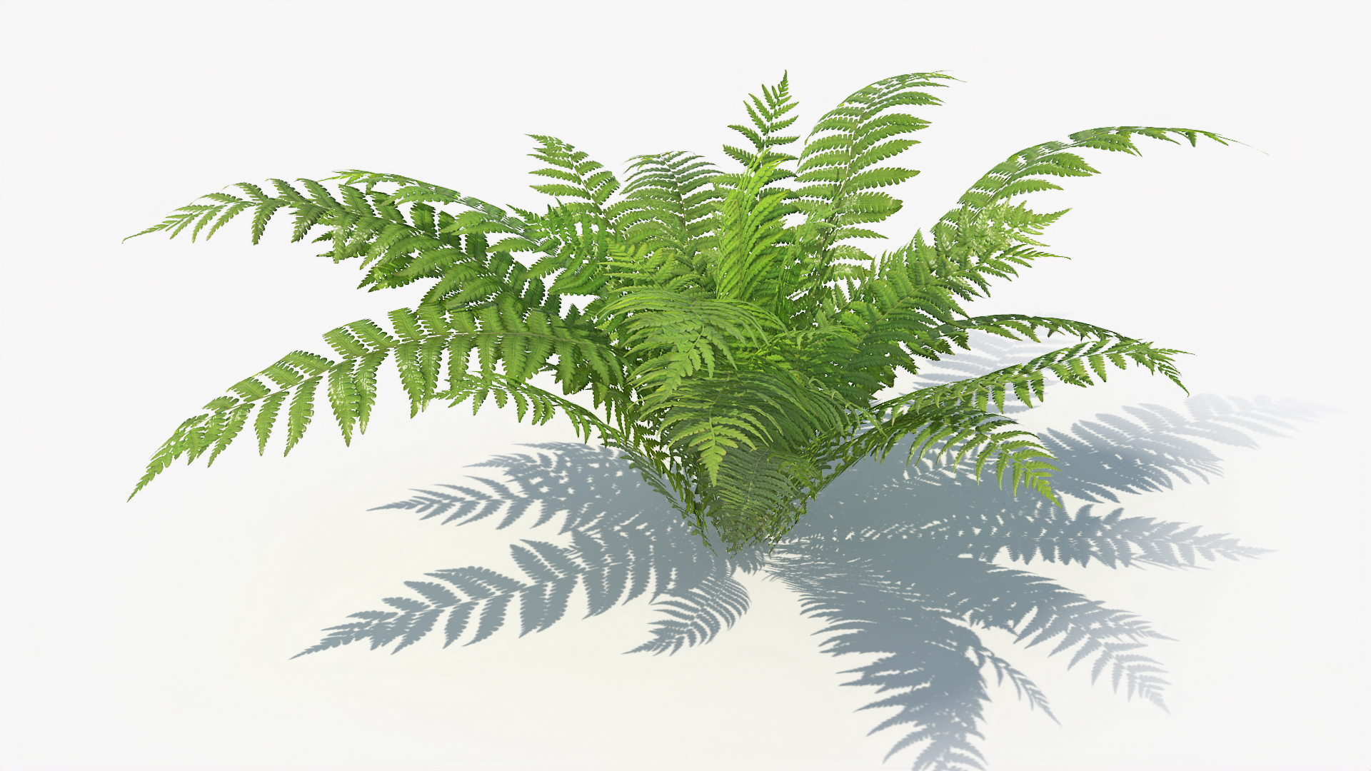 3D 01-07 fern model https://p.turbosquid.com/ts-thumb/ib/ibR5pX/0qwnPmZv/t/jpg/1598602317/1920x1080/turn_fit_q99/0476ec782d7624609a4cdb79d4dfa06cfefbff7a/t-1.jpg