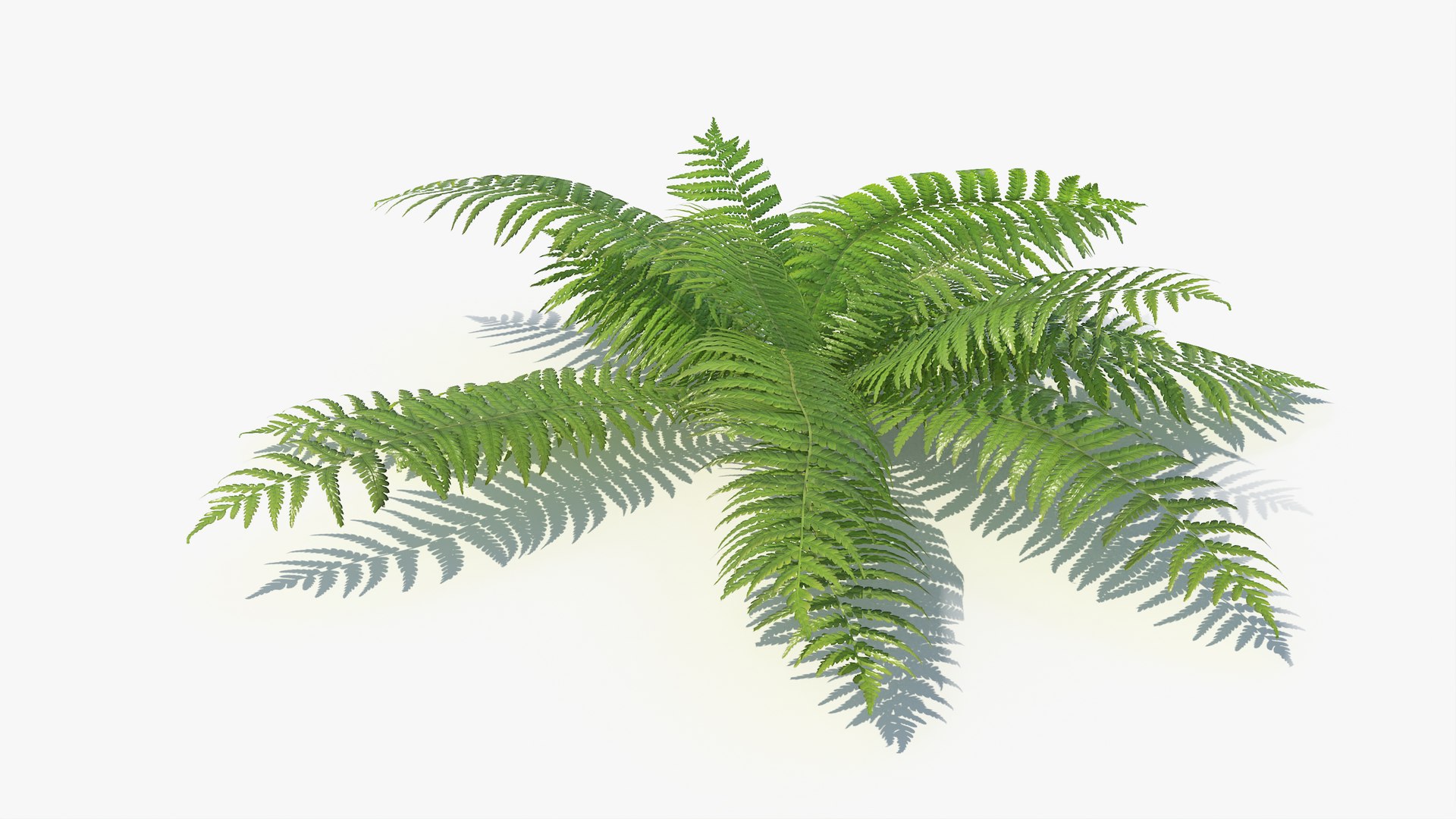 3D 01-07 fern model https://p.turbosquid.com/ts-thumb/ib/ibR5pX/1RmCTO66/a_0015/jpg/1598602849/1920x1080/fit_q87/60f0cef80d27a20c29b01d973e958c45434e5f72/a_0015.jpg
