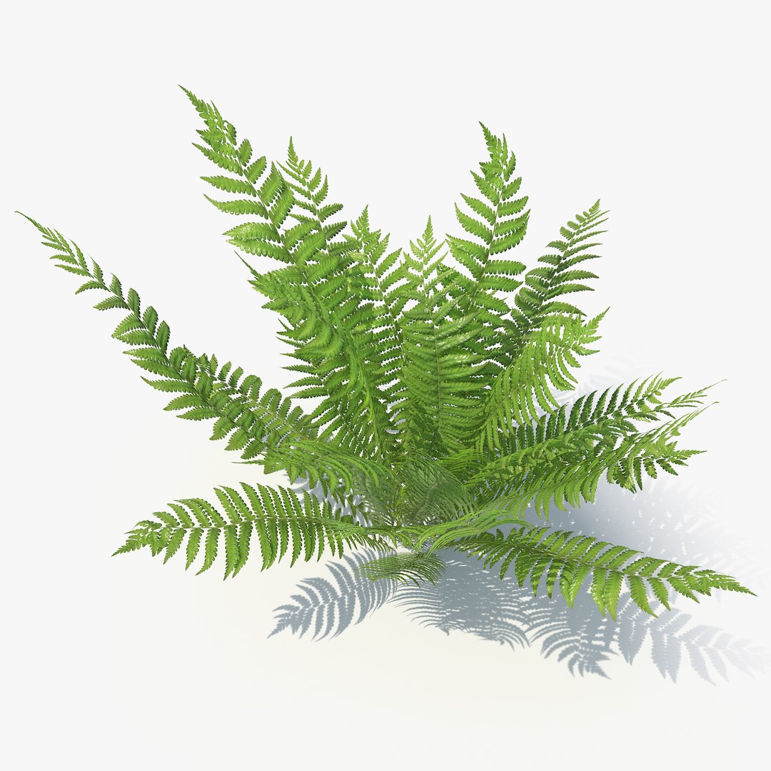 3D 01-07 fern model https://p.turbosquid.com/ts-thumb/ib/ibR5pX/1nDkAdw7/_sign/png/1598603215/1920x1080/fit_q87/cca919a739287bc1f72058eeed21949b16e2f6d5/_sign.jpg