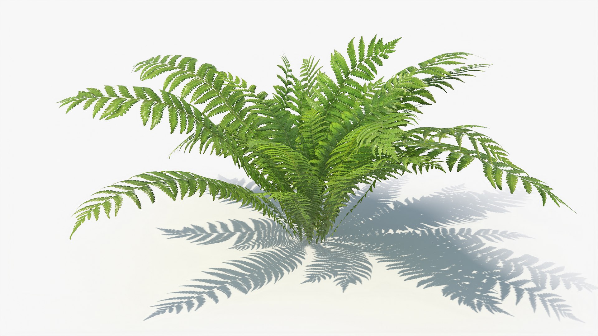 3D 01-07 fern model https://p.turbosquid.com/ts-thumb/ib/ibR5pX/1t2l3ppt/a_0006/jpg/1598603354/1920x1080/fit_q87/190f7ccf85be61d4dc49aa7f6e2a5e6c2f246877/a_0006.jpg