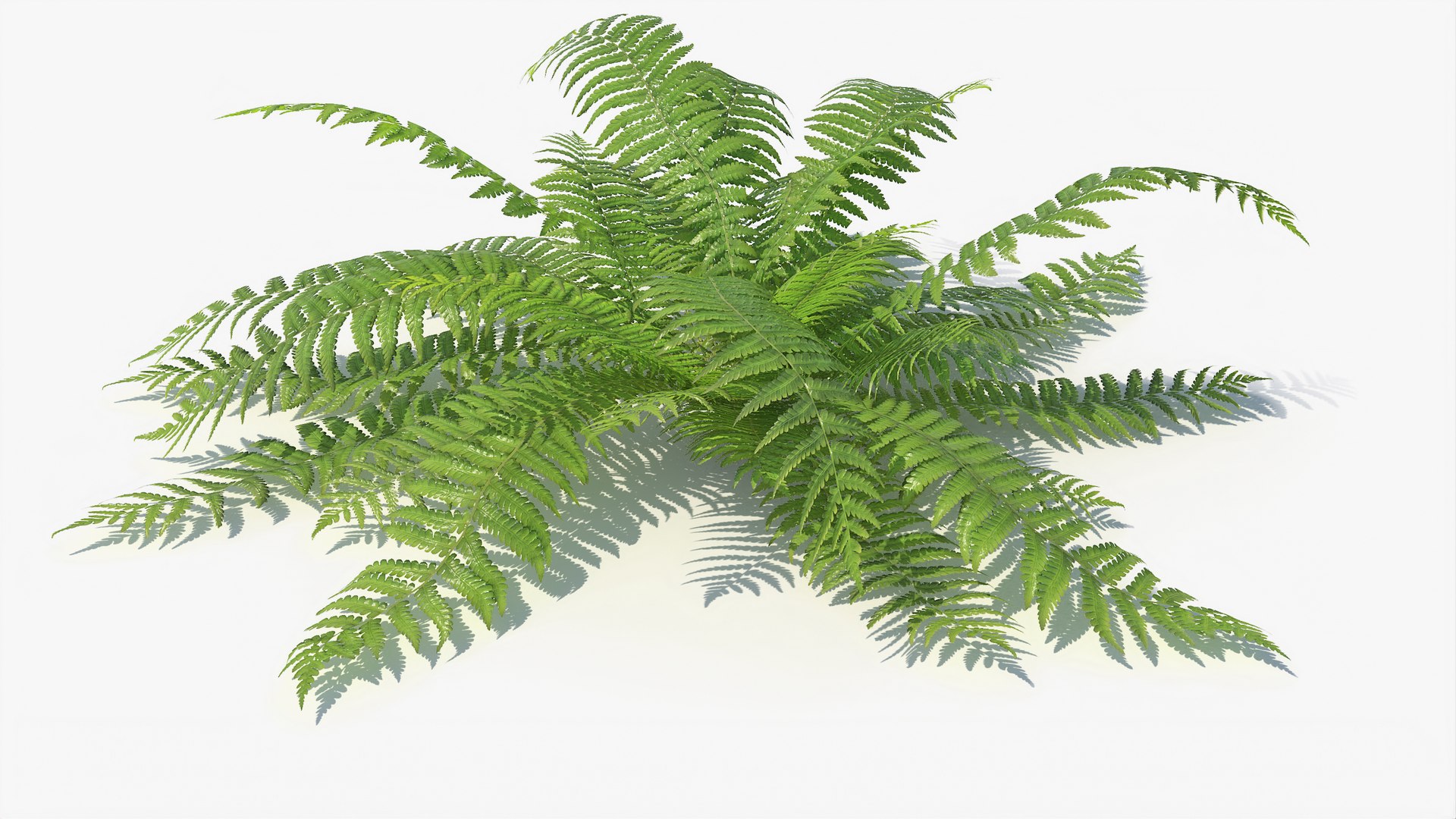3D 01-07 fern model https://p.turbosquid.com/ts-thumb/ib/ibR5pX/4PCwEy9m/a_0012/jpg/1598603460/1920x1080/fit_q87/1977bf83780ef34b0993a56fb68103624e70ece1/a_0012.jpg