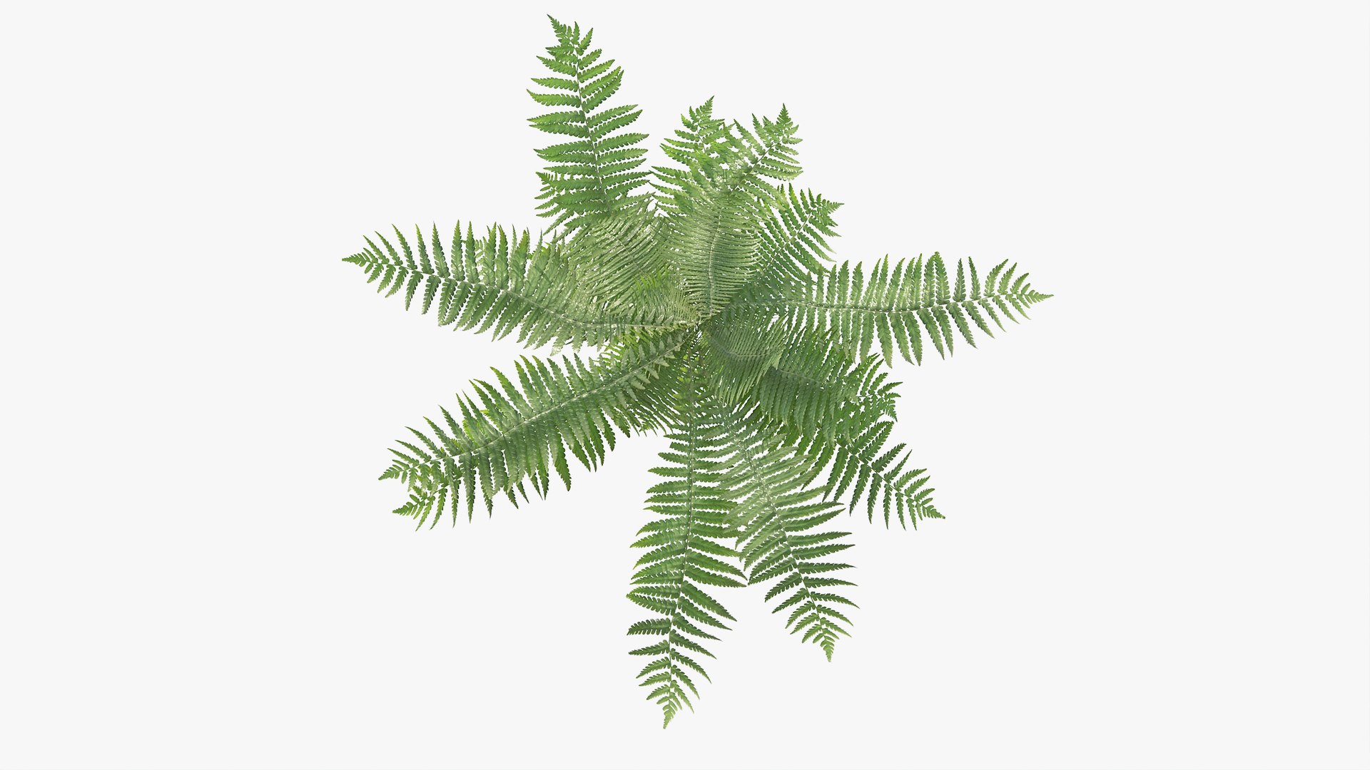 3D 01-07 fern model https://p.turbosquid.com/ts-thumb/ib/ibR5pX/4U9ohnfm/b_0009/jpg/1598602862/1920x1080/fit_q87/53609ce67f8e89e878f08d6fa2b400d4b56e55c0/b_0009.jpg
