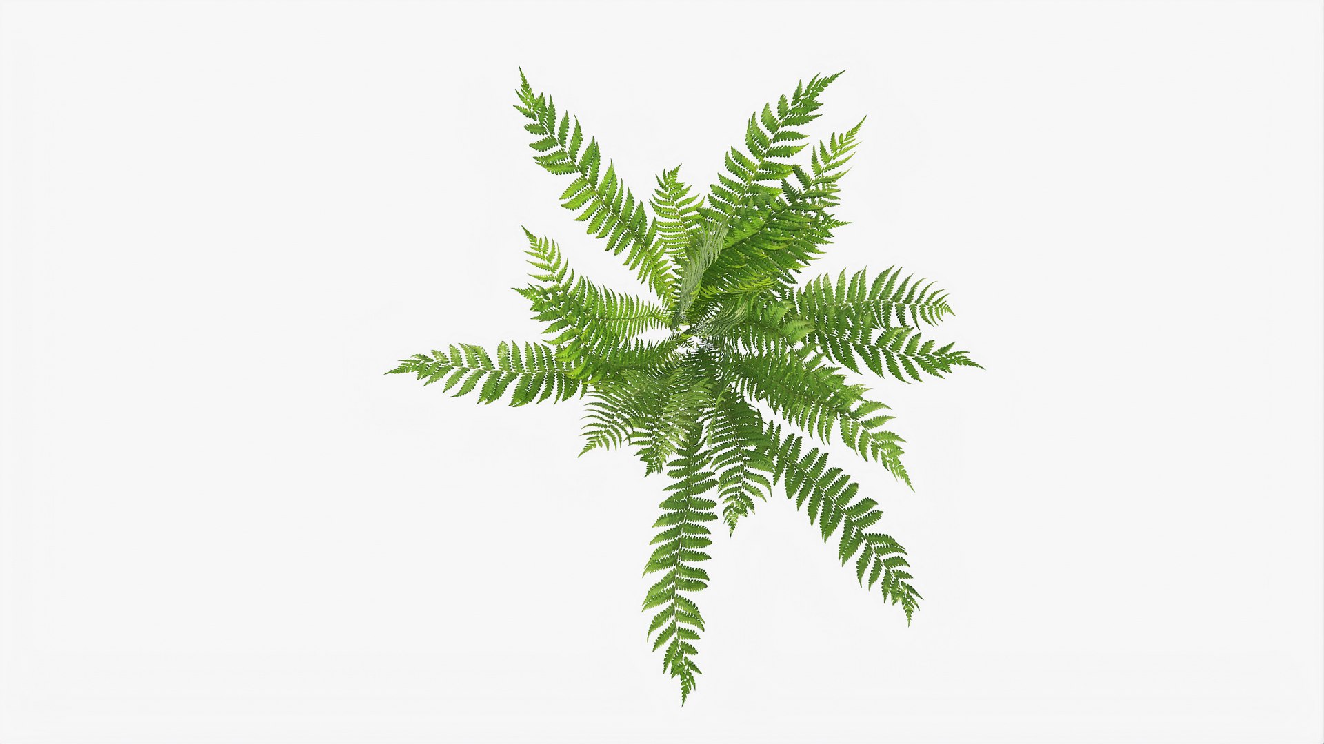 3D 01-07 fern model https://p.turbosquid.com/ts-thumb/ib/ibR5pX/4V7cqXmR/b_0000/jpg/1598603120/1920x1080/fit_q87/571471298d88a12aa6db6bf6a231645a0d257bac/b_0000.jpg