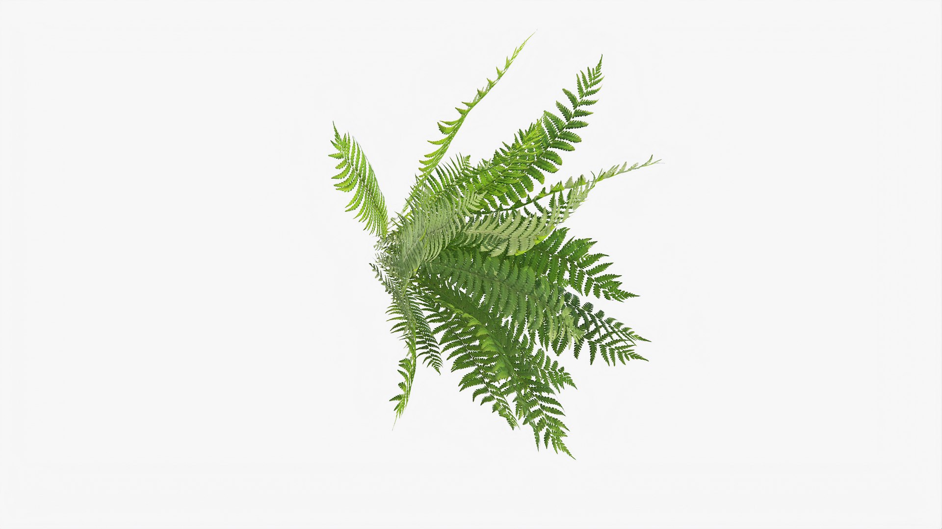 3D 01-07 fern model https://p.turbosquid.com/ts-thumb/ib/ibR5pX/51fgTFs5/b_0003/jpg/1598603220/1920x1080/fit_q87/feeabebbf5913051844effdffc328f4583d9efce/b_0003.jpg