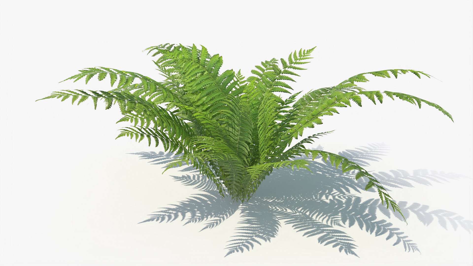 3D 01-07 fern model https://p.turbosquid.com/ts-thumb/ib/ibR5pX/56WO72Oy/a_0015/jpg/1598603357/1920x1080/fit_q87/7e7adc6b54dfeb79f1a6238e12b7011e40323a1d/a_0015.jpg