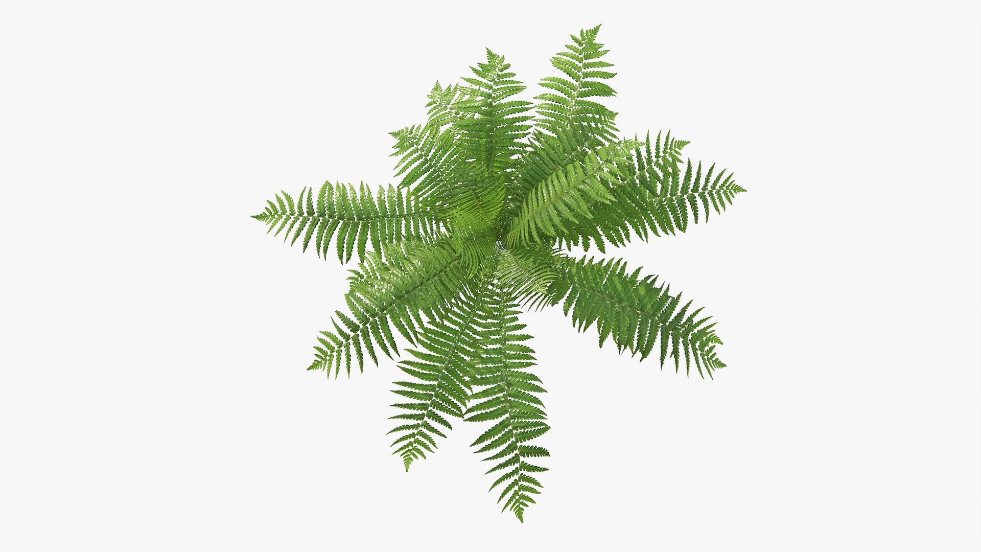 3D 01-07 fern model https://p.turbosquid.com/ts-thumb/ib/ibR5pX/5bs7MsMz/b_0000/jpg/1598602853/1920x1080/fit_q87/878254fc59890db76e3424d13ff428a31d256f23/b_0000.jpg