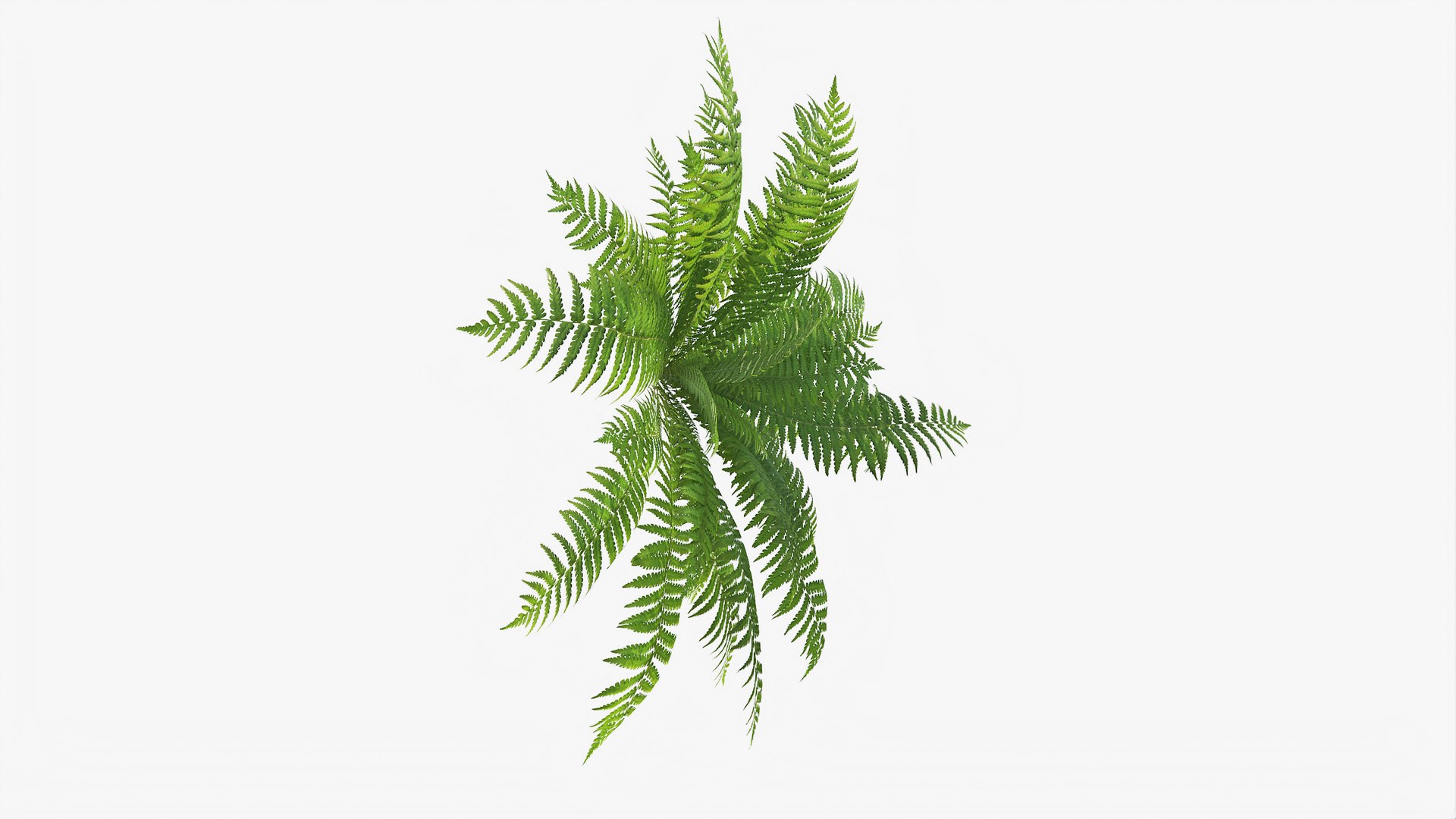 3D 01-07 fern model https://p.turbosquid.com/ts-thumb/ib/ibR5pX/8vlPzvBJ/b_0003/jpg/1598603530/1920x1080/fit_q87/143ea0647de283ce4bfbb1fe56e90d40c14eaad3/b_0003.jpg