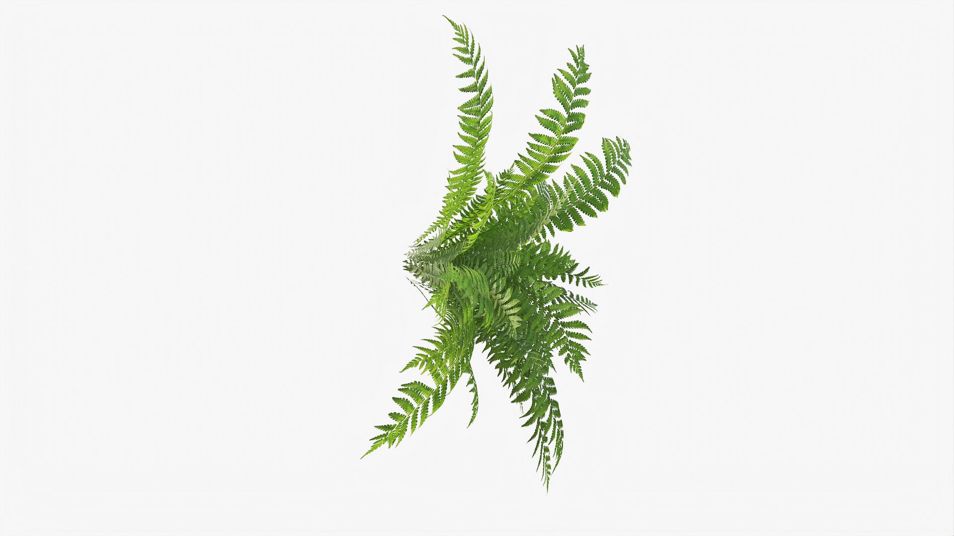 3D 01-07 fern model https://p.turbosquid.com/ts-thumb/ib/ibR5pX/9MtLrbvT/b_0003/jpg/1598603358/1920x1080/fit_q87/0311d123f64d68ed7bc8234f59e8d3d5393e29cd/b_0003.jpg