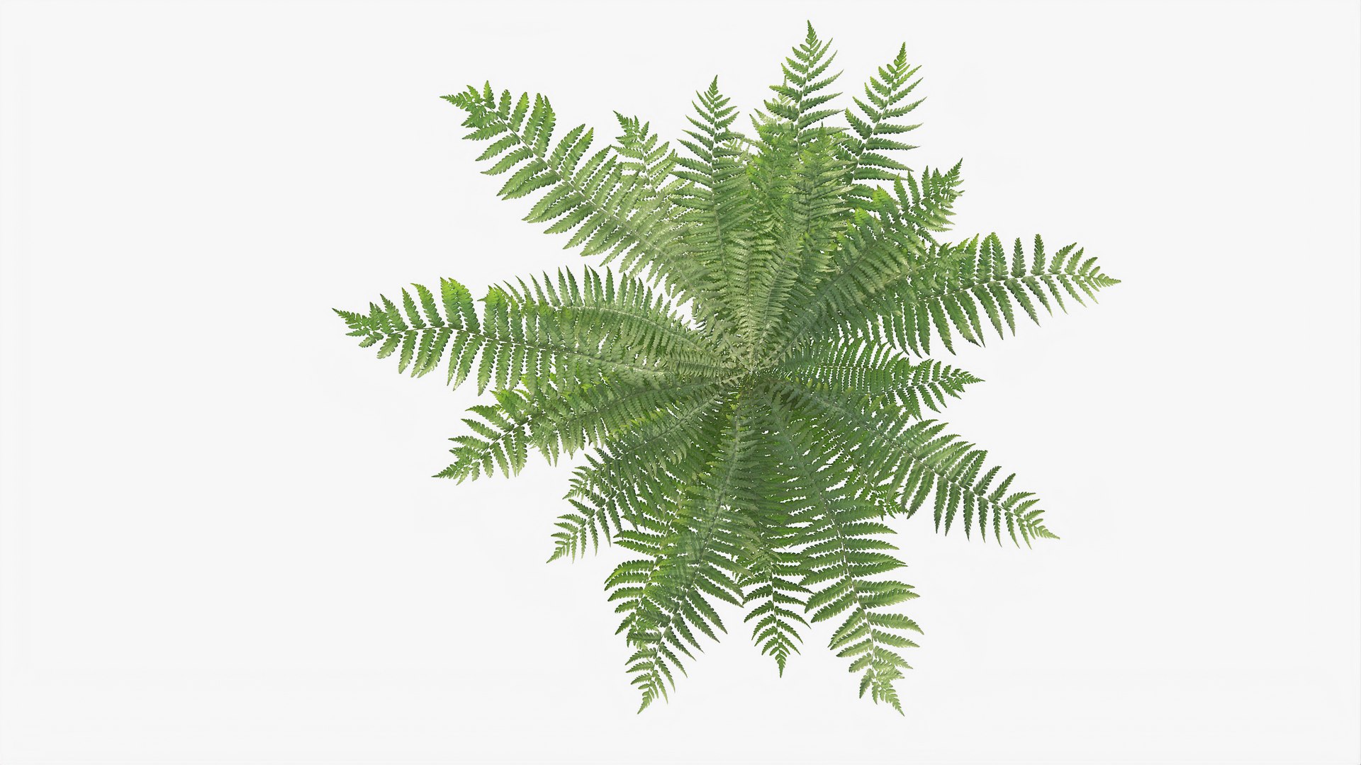 3D 01-07 fern model https://p.turbosquid.com/ts-thumb/ib/ibR5pX/9b9sx4pd/b_0009/jpg/1598603531/1920x1080/fit_q87/9db0c5605fe1a1f58ecf8821d19f36f136e5b5fa/b_0009.jpg