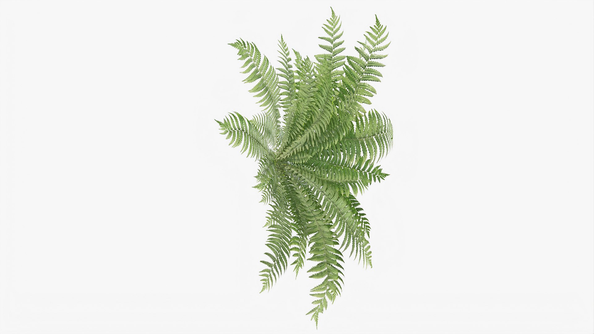 3D 01-07 fern model https://p.turbosquid.com/ts-thumb/ib/ibR5pX/9fMxM0Tt/b_0006/jpg/1598603531/1920x1080/fit_q87/7b7a4132a9fd1c46d1dad6b1a854e7d5ef7f061c/b_0006.jpg