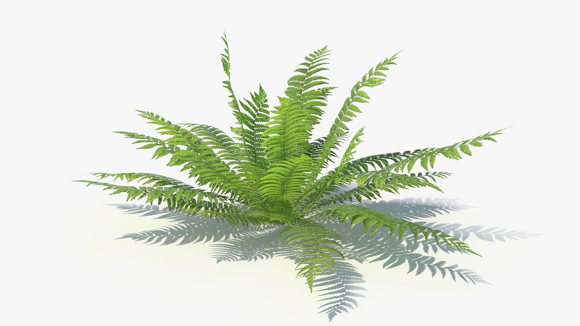 3D 01-07 fern model https://p.turbosquid.com/ts-thumb/ib/ibR5pX/AWh8wv72/a_0000/jpg/1598602966/1920x1080/fit_q87/34ca0c9ba0203939f08e86a8f2730a12b68b6f62/a_0000.jpg
