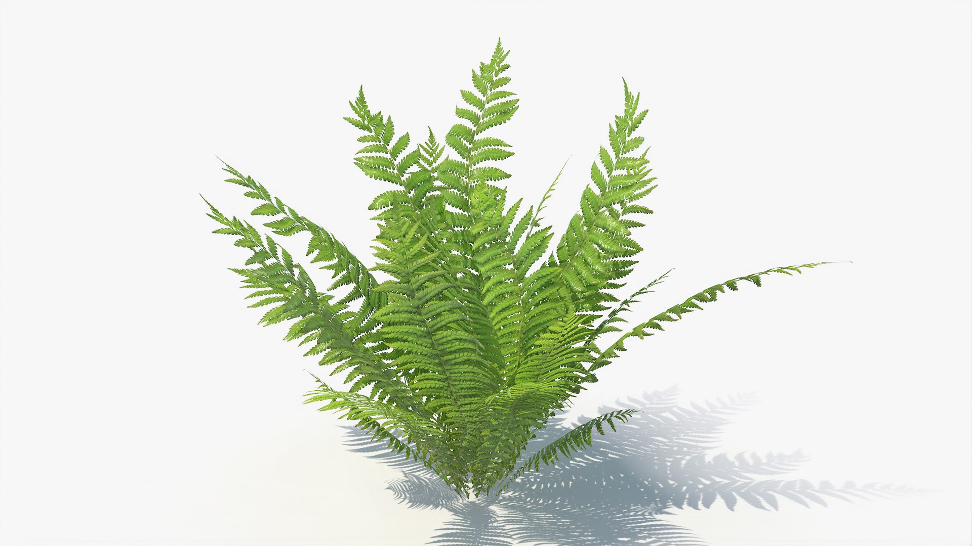 3D 01-07 fern model https://p.turbosquid.com/ts-thumb/ib/ibR5pX/BoSedrjT/a_0015/jpg/1598603222/1920x1080/fit_q87/a294c02e312fe0f65eec50f2a0fac6b391ea94bf/a_0015.jpg