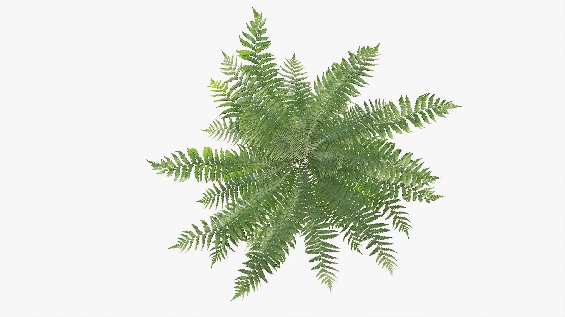 3D 01-07 fern model https://p.turbosquid.com/ts-thumb/ib/ibR5pX/CHDjVA8H/b_0009/jpg/1598603464/1920x1080/fit_q87/b2357cb628ea0e232c9ae4dba831377f24c88006/b_0009.jpg