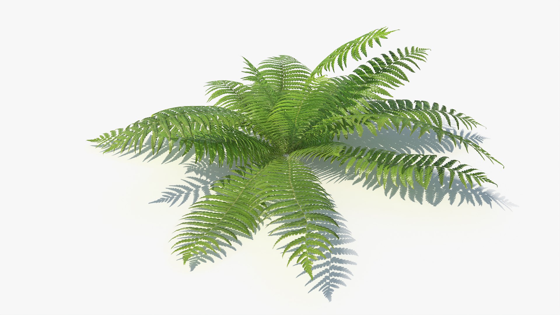 3D 01-07 fern model https://p.turbosquid.com/ts-thumb/ib/ibR5pX/E2f3u2qA/a_0000/jpg/1598602836/1920x1080/fit_q87/5771a306e728f95c0b67d7692a39225c8fe72003/a_0000.jpg