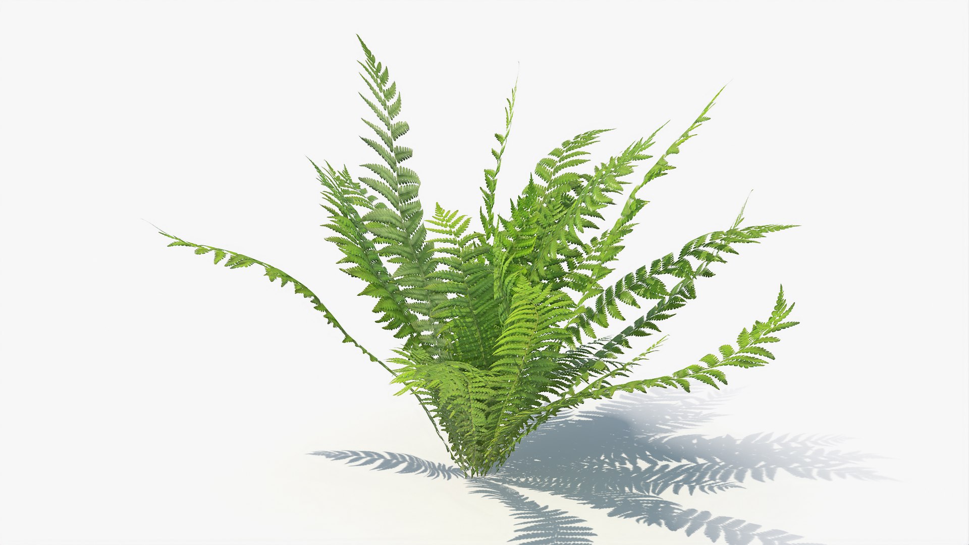 3D 01-07 fern model https://p.turbosquid.com/ts-thumb/ib/ibR5pX/EMKNAbFK/a_0000/jpg/1598603111/1920x1080/fit_q87/eb92fc44d3df2374893a27050769a32c0a83e8c3/a_0000.jpg