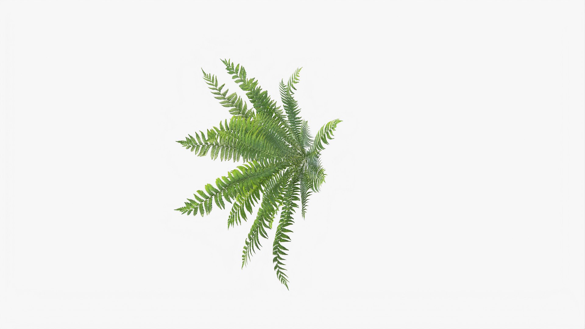 3D 01-07 fern model https://p.turbosquid.com/ts-thumb/ib/ibR5pX/F3AWlUrh/b_0012/jpg/1598602980/1920x1080/fit_q87/53a59e29d8b28bdebc50c28e46eedf87a747bbcd/b_0012.jpg