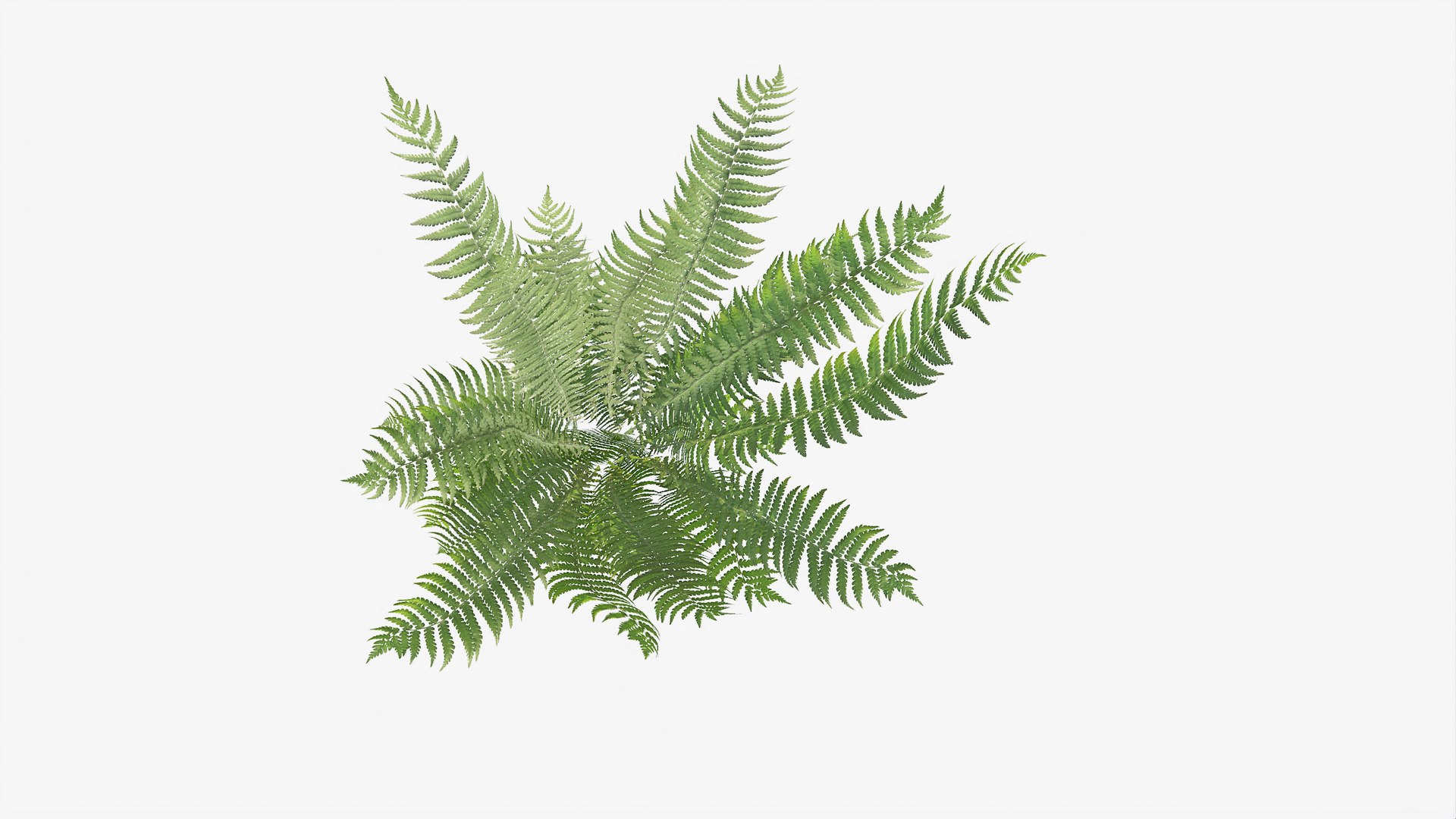 3D 01-07 fern model https://p.turbosquid.com/ts-thumb/ib/ibR5pX/FP3HyaVi/b_0009/jpg/1598603222/1920x1080/fit_q87/13ef70def3a93308d7259dbf1b8cca60e3fde1e0/b_0009.jpg