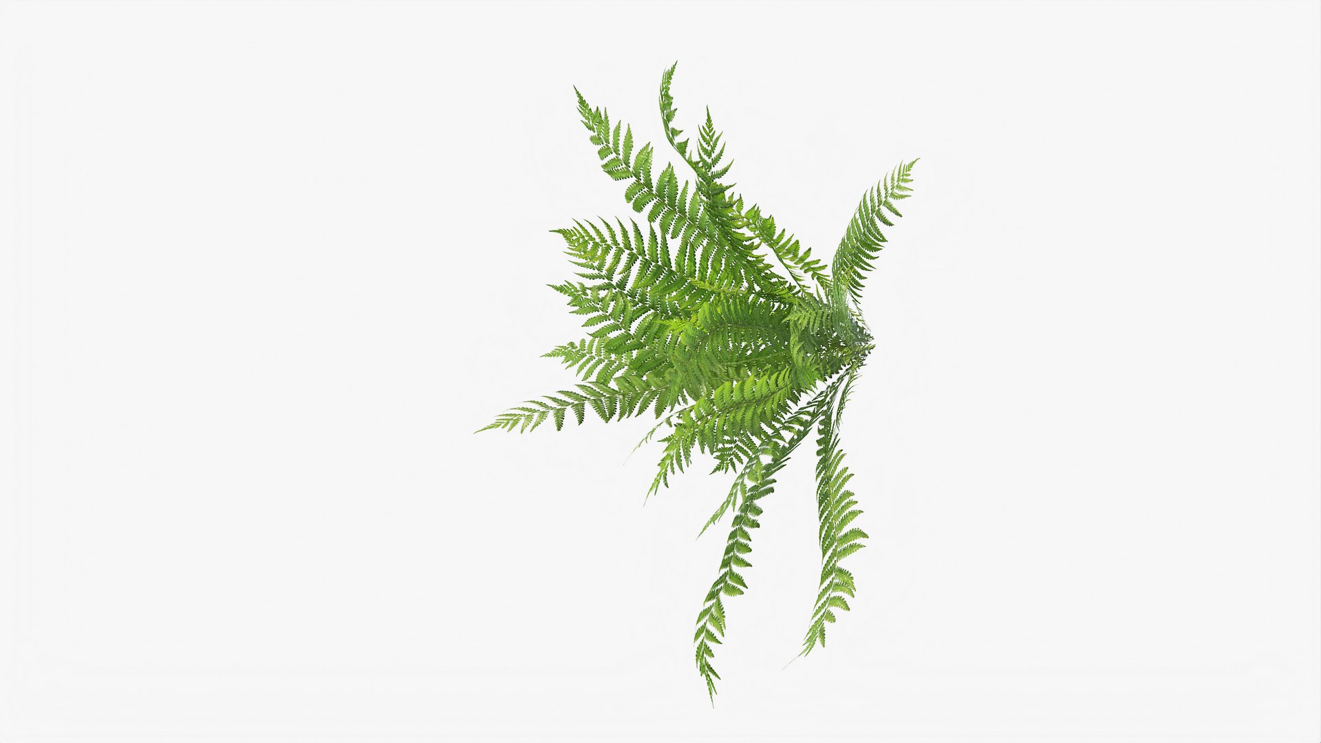 3D 01-07 fern model https://p.turbosquid.com/ts-thumb/ib/ibR5pX/GZAamy1O/b_0015/jpg/1598603124/1920x1080/fit_q87/5c7929ae961fe01d80f48c28e3b78bbd4c59e2e6/b_0015.jpg