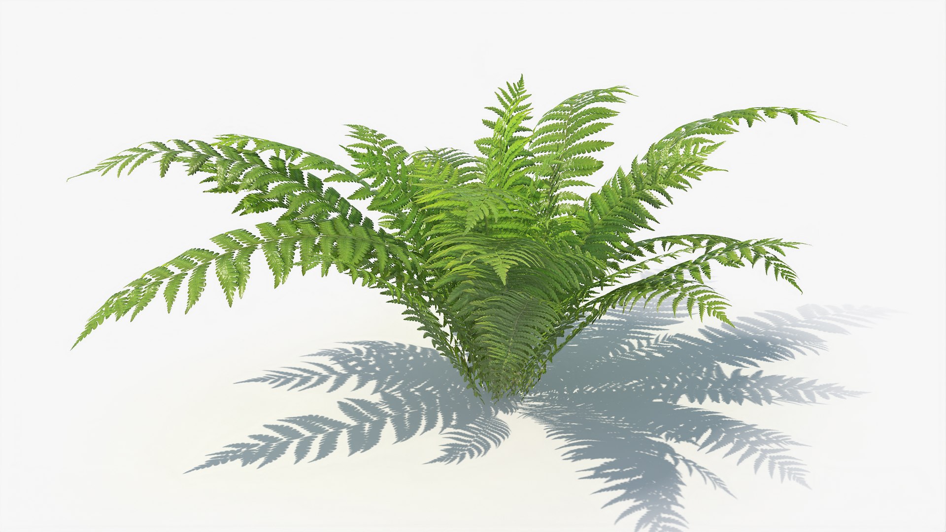 3D 01-07 fern model https://p.turbosquid.com/ts-thumb/ib/ibR5pX/IMuFosky/a_0000/jpg/1598603349/1920x1080/fit_q87/46900e4283c697ad3561e64472890e0d5f2939be/a_0000.jpg