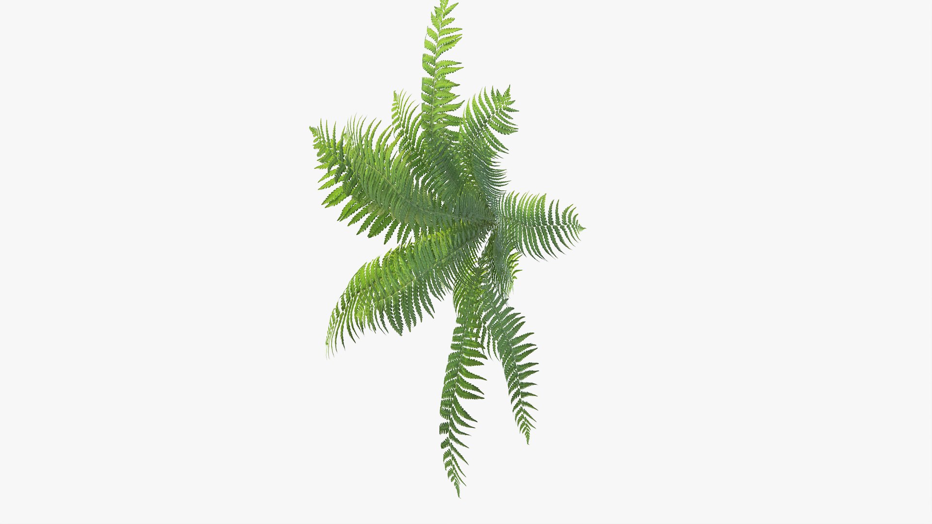 3D 01-07 fern model https://p.turbosquid.com/ts-thumb/ib/ibR5pX/INplL9HD/b_0012/jpg/1598602856/1920x1080/fit_q87/ea6b96345093009ddbc81e01320e8e953b3c1a11/b_0012.jpg