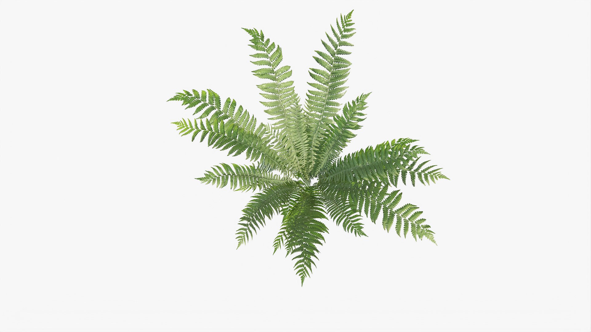 3D 01-07 fern model https://p.turbosquid.com/ts-thumb/ib/ibR5pX/IjVjTi8Y/b_0009/jpg/1598603360/1920x1080/fit_q87/2f1beead6982e0e23b6e42c8229de0b4f9149aad/b_0009.jpg