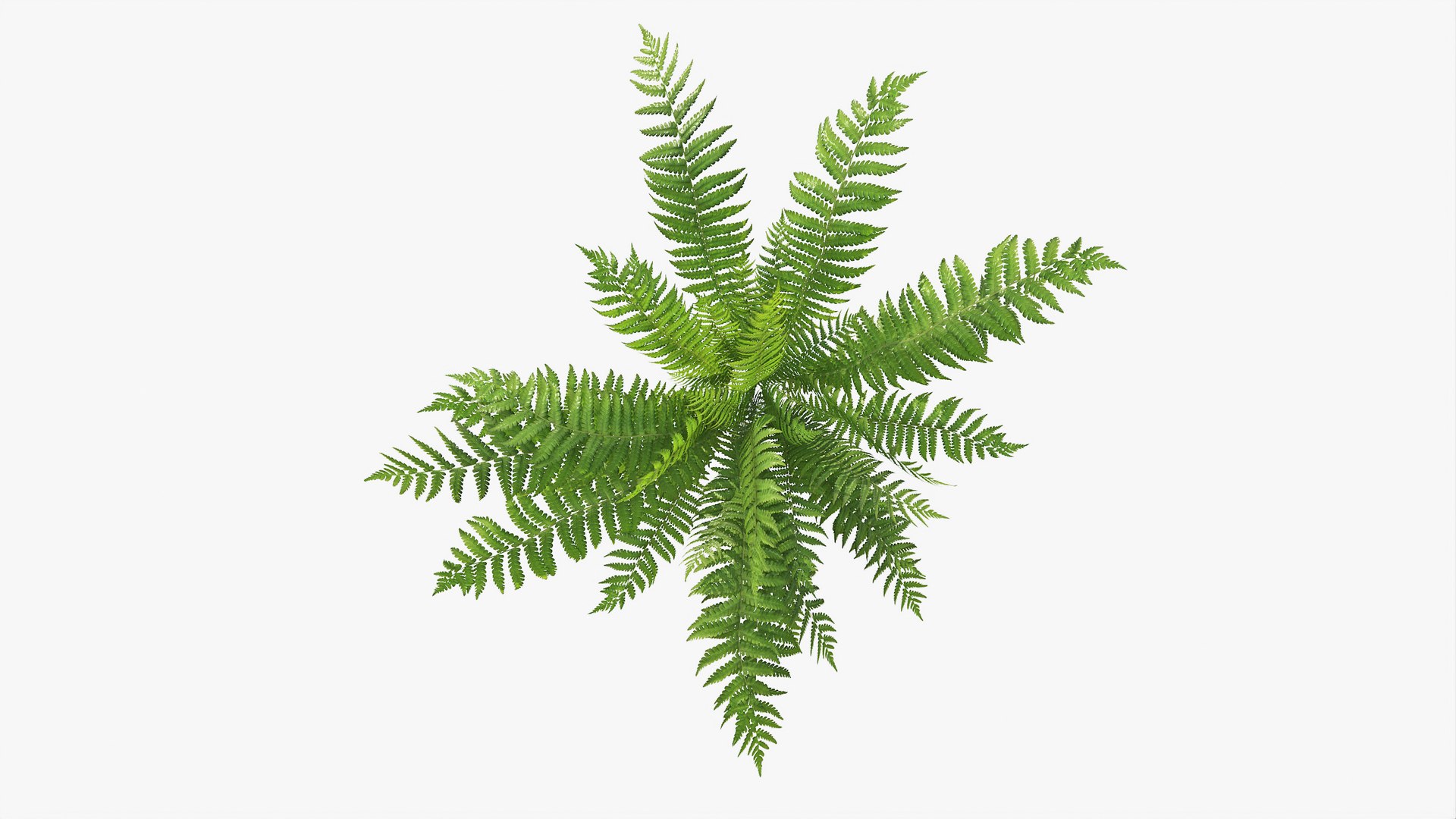 3D 01-07 fern model https://p.turbosquid.com/ts-thumb/ib/ibR5pX/JHejzLid/b_0000/jpg/1598603358/1920x1080/fit_q87/18aa981840ffff638317c1c4ecc67201776b50e4/b_0000.jpg