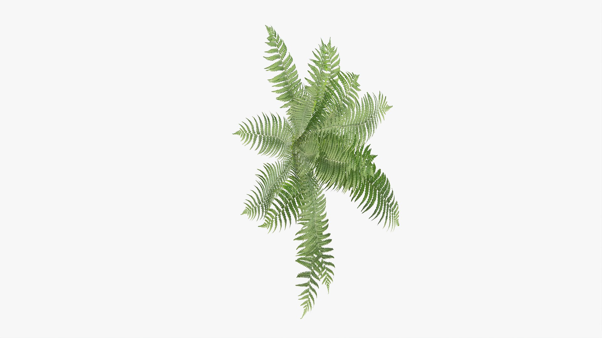 3D 01-07 fern model https://p.turbosquid.com/ts-thumb/ib/ibR5pX/JzdrcH4T/b_0006/jpg/1598602854/1920x1080/fit_q87/fe2575f52da3548cae4fdb9b75e40790d9b0c898/b_0006.jpg