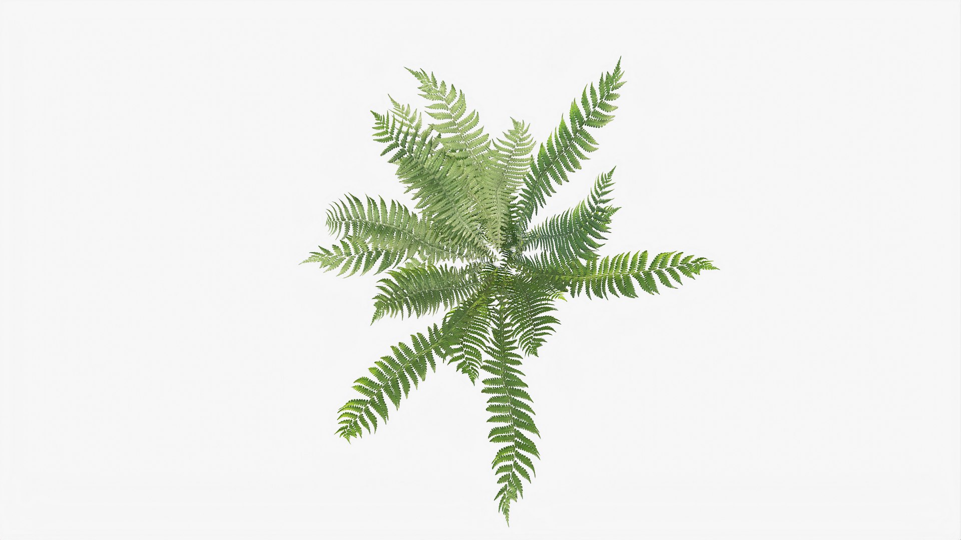 3D 01-07 fern model https://p.turbosquid.com/ts-thumb/ib/ibR5pX/KNKlPYD9/b_0009/jpg/1598603122/1920x1080/fit_q87/c49af74b0ea57625f9975bf5d8a5e5aa9e242dbf/b_0009.jpg