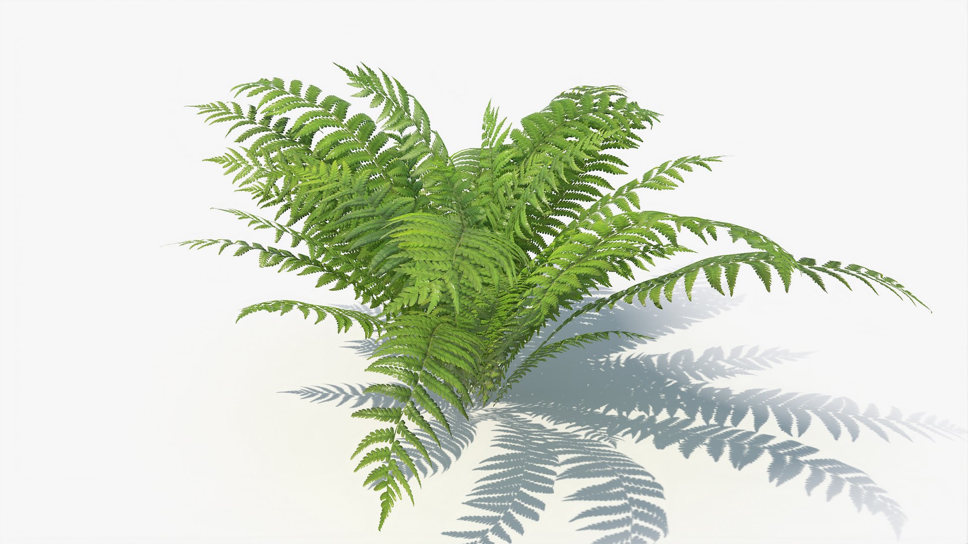 3D 01-07 fern model https://p.turbosquid.com/ts-thumb/ib/ibR5pX/LEO9ZLnS/a_0012/jpg/1598603356/1920x1080/fit_q87/16e1c3f1cdfff54b17380f2463cc84e9f0803ba2/a_0012.jpg