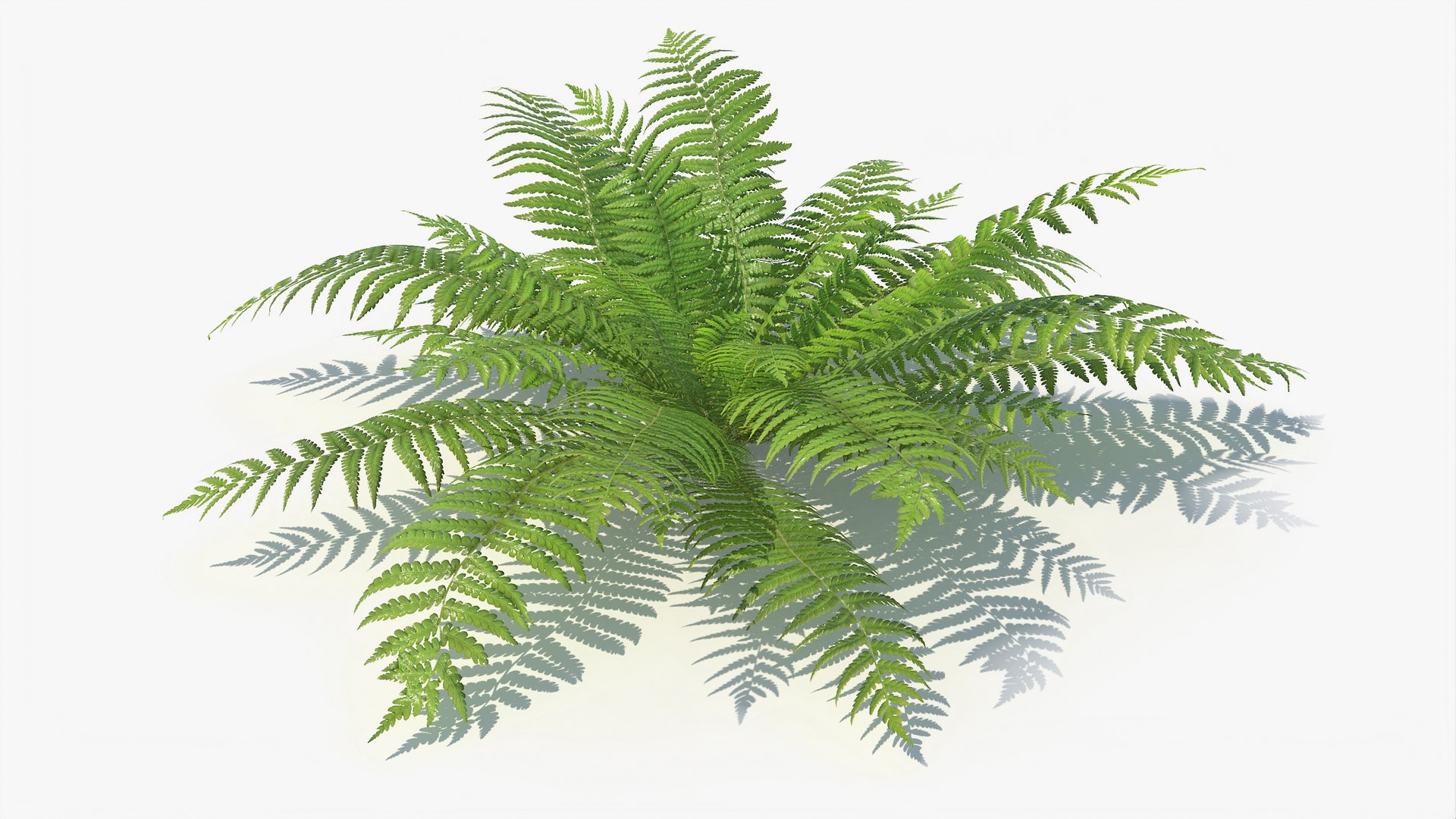 3D 01-07 fern model https://p.turbosquid.com/ts-thumb/ib/ibR5pX/LfNkeho9/a_0000/jpg/1598603518/1920x1080/fit_q87/97e8b65fd5fe4a8e862a68b3574391ce94d84948/a_0000.jpg