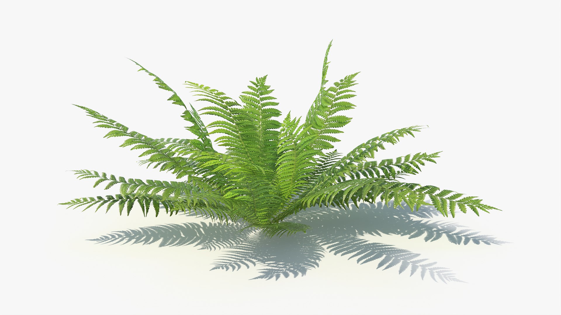 3D 01-07 fern model https://p.turbosquid.com/ts-thumb/ib/ibR5pX/NKbrtHLl/a_0009/jpg/1598602975/1920x1080/fit_q87/a4c59122ab56a558136c377c1275ada4272053d3/a_0009.jpg
