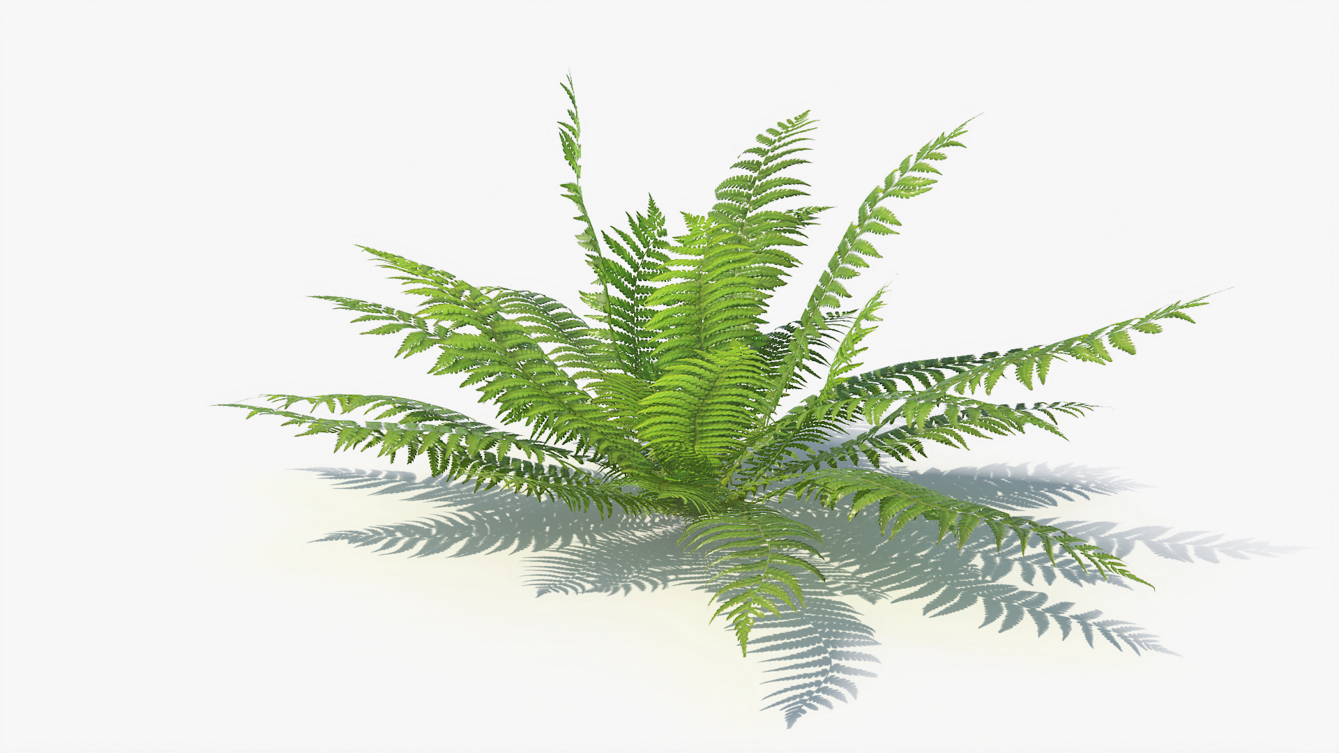 3D 01-07 fern model https://p.turbosquid.com/ts-thumb/ib/ibR5pX/NtQtGss0/t/jpg/1598601886/1920x1080/turn_fit_q99/ee0a697ef5845cdda6c7e7ccc473c9fa8c0721e4/t-1.jpg
