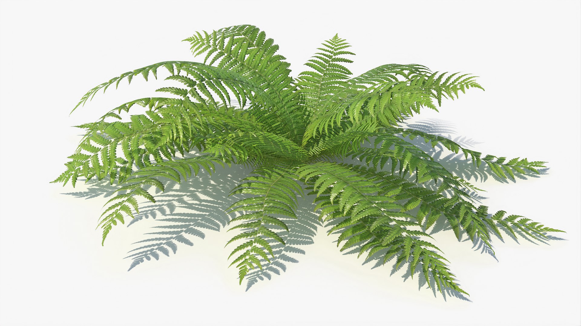 3D 01-07 fern model https://p.turbosquid.com/ts-thumb/ib/ibR5pX/OLnz3D44/a_0000/jpg/1598603454/1920x1080/fit_q87/ef8697b24913620cd9c7105facd1b87ca0facfd4/a_0000.jpg