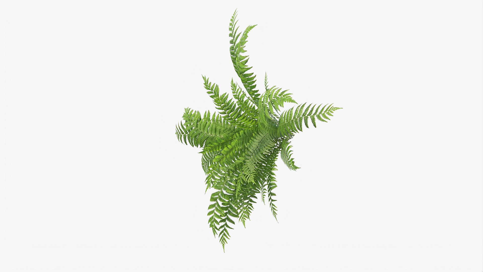 3D 01-07 fern model https://p.turbosquid.com/ts-thumb/ib/ibR5pX/OXhNVecl/b_0015/jpg/1598603360/1920x1080/fit_q87/74323a2856f5dd4f0c30b1451334f440812796b2/b_0015.jpg