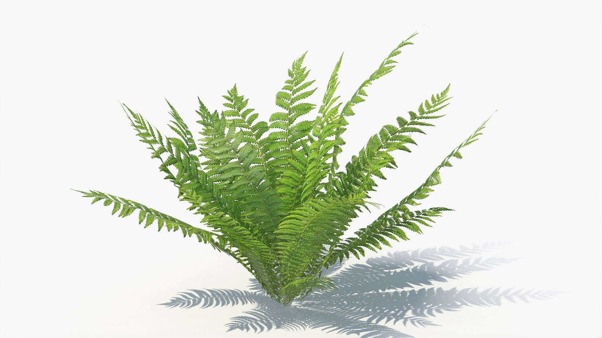 3D 01-07 fern model https://p.turbosquid.com/ts-thumb/ib/ibR5pX/Oi4JrkSt/a_0012/jpg/1598603218/1920x1080/fit_q87/01ea8983ff34355eff7f9fba5bd4af92b01ea066/a_0012.jpg
