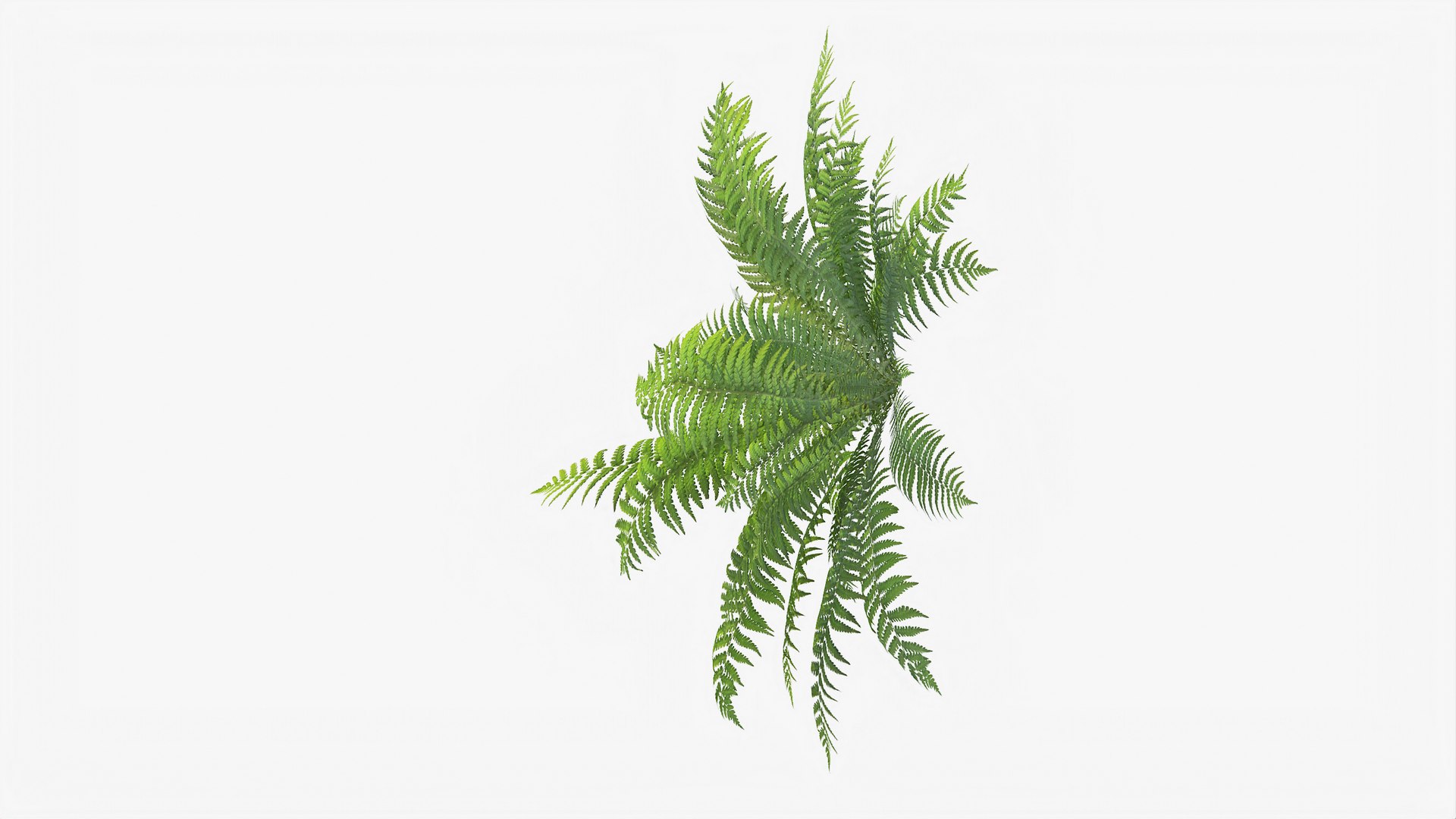 3D 01-07 fern model https://p.turbosquid.com/ts-thumb/ib/ibR5pX/OyYTKprl/b_0012/jpg/1598603532/1920x1080/fit_q87/e2fddeff24e61f83ce1974e8d8bca2b5ac9a414a/b_0012.jpg